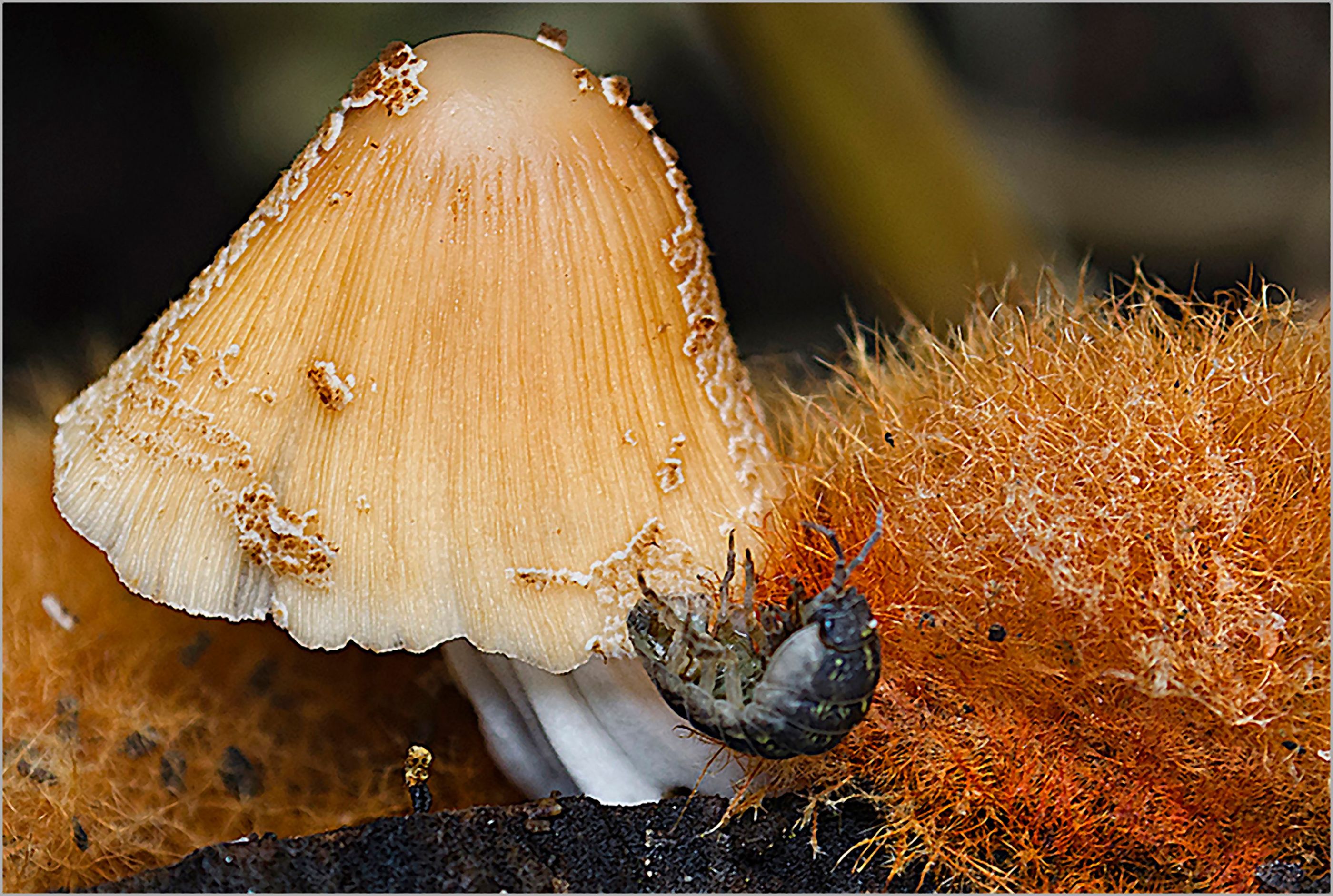 Después de las lluvias